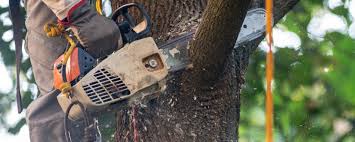 How Our Tree Care Process Works  in  Pender, NE