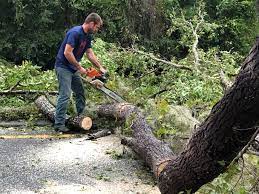 Best Storm Damage Tree Cleanup  in Pender, NE