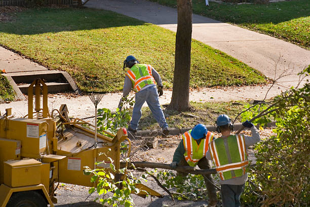 Best Tree Maintenance Programs  in Pender, NE