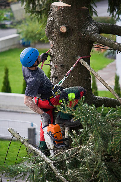 Best Tree Removal  in Pender, NE